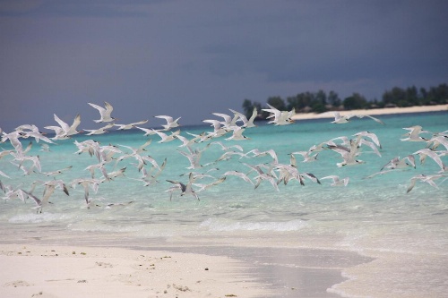 Chapwani Private Island image 1