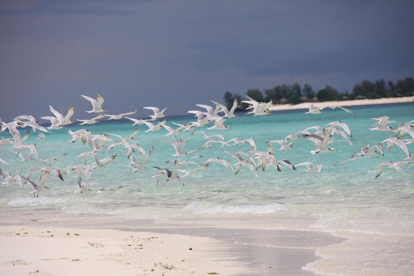 Chapwani Private Island