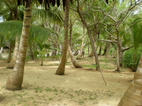 Chapwani Private Island image 10